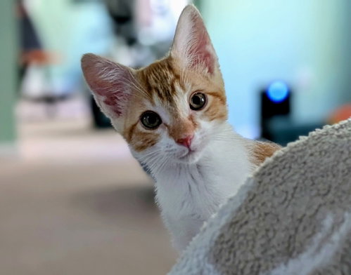 Artemis, an adoptable Domestic Short Hair in Garner, NC