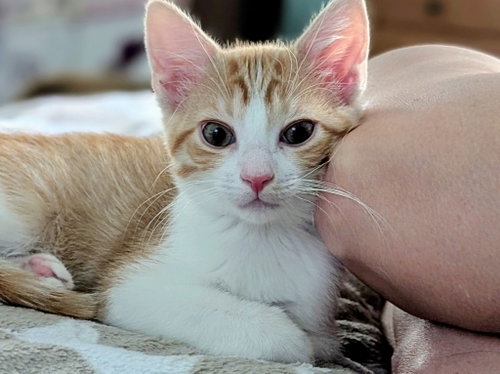 Athena, an adoptable Domestic Short Hair in Garner, NC