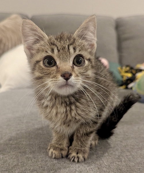 Carrots, an adoptable Tabby in Garner, NC