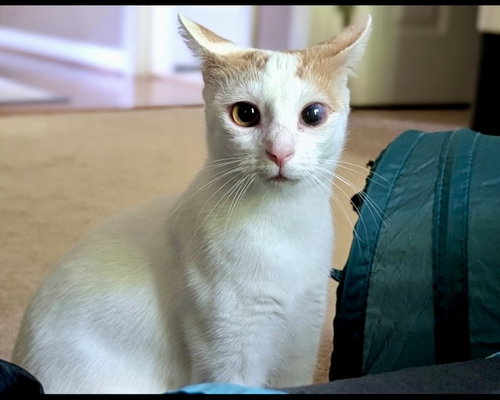 Cassiopia, a cat for adoption from Paw Prints Animal Rescue