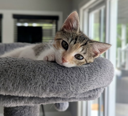 Jellybean, an adoptable Calico in Garner, NC