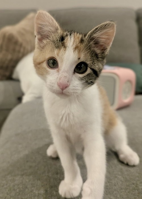 Rose, an adoptable Calico in Garner, NC