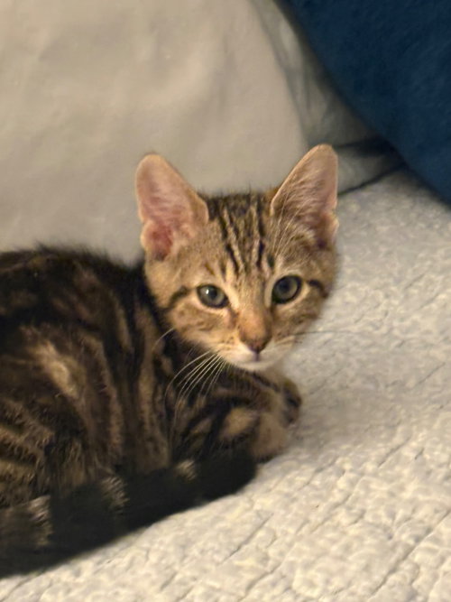 Jimmy K, a cat for adoption from Paw Prints Animal Rescue