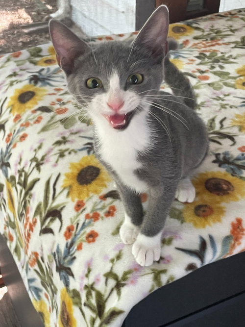 Brie, a cat for adoption from Paw Prints Animal Rescue