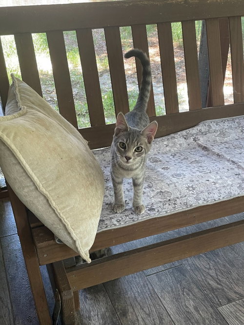 Cinda, a cat for adoption from Paw Prints Animal Rescue