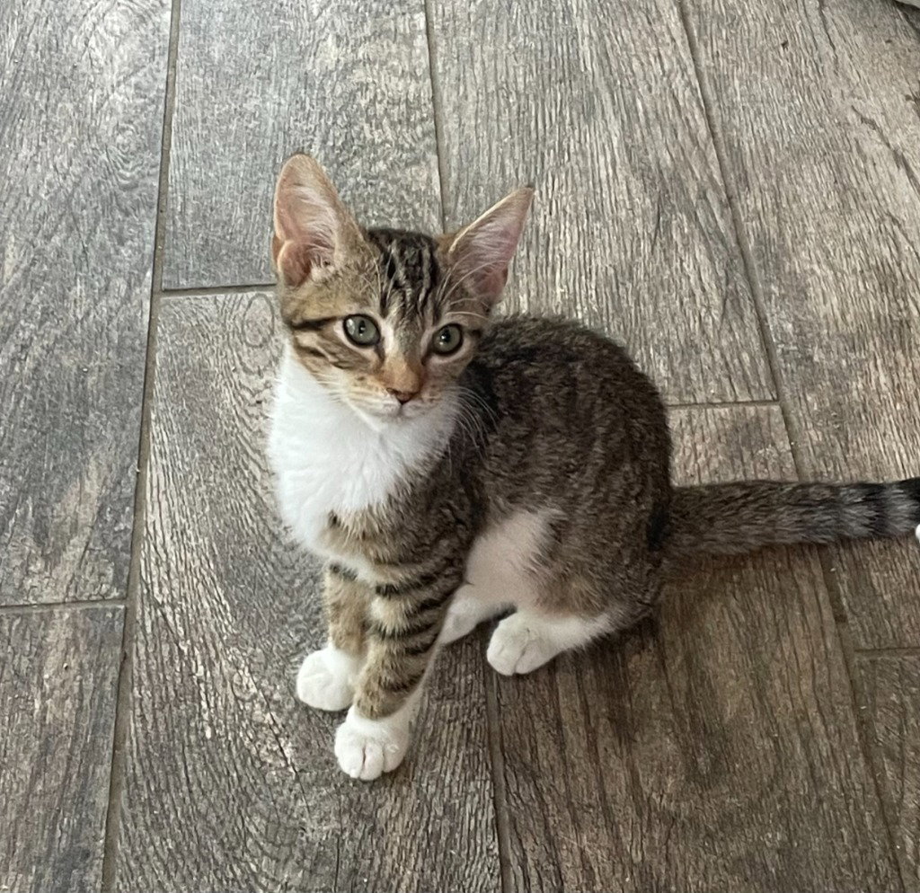 Cocoa Bean, Tabby