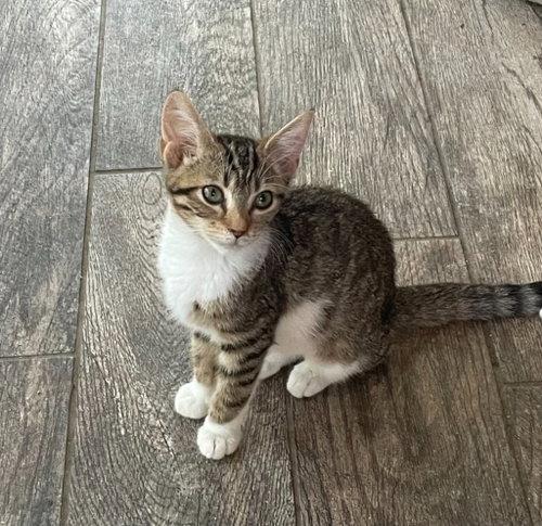 Cocoa Bean, a cat for adoption from Paw Prints Animal Rescue