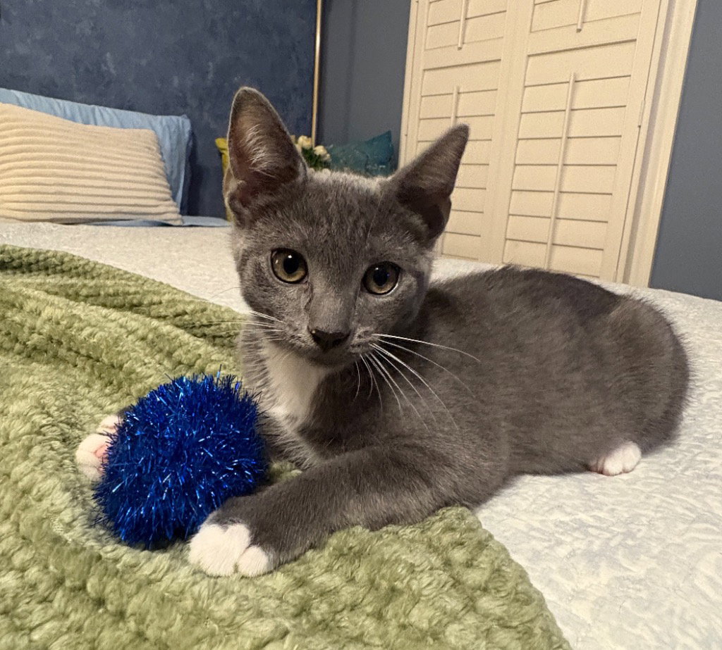 Edge, Domestic Short Hair