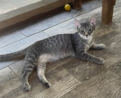 Jeter, a cat for adoption from Paw Prints Animal Rescue