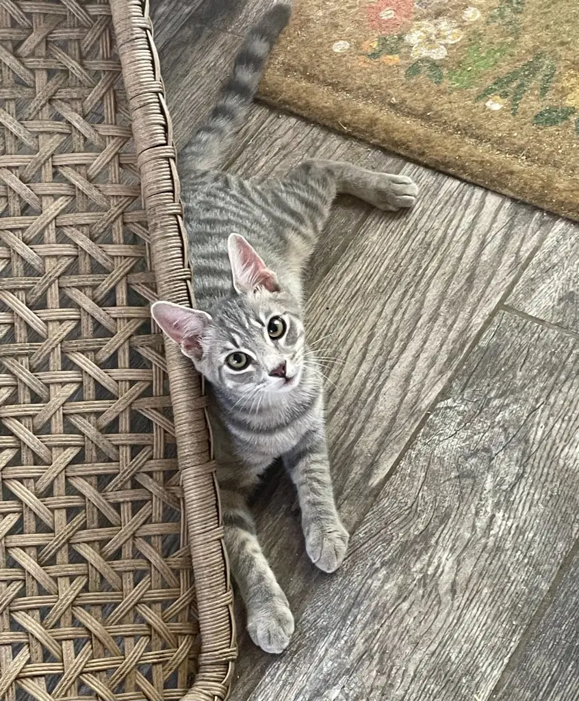 Juno - Tabby