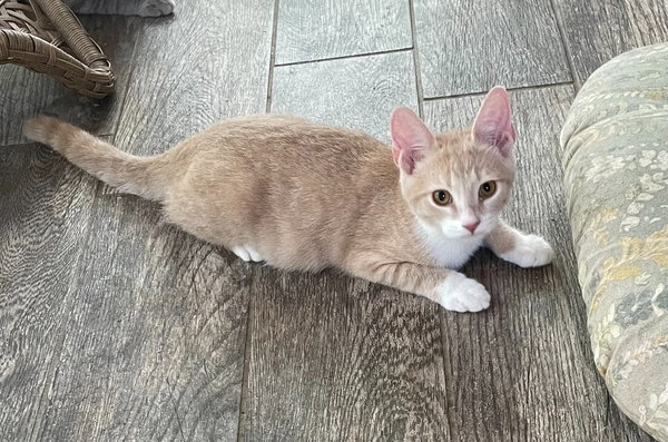 Nacho