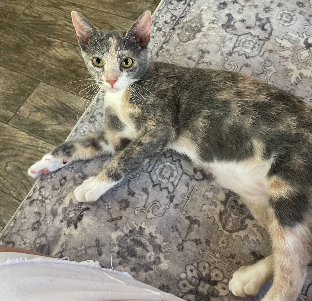 Roseanna, Calico