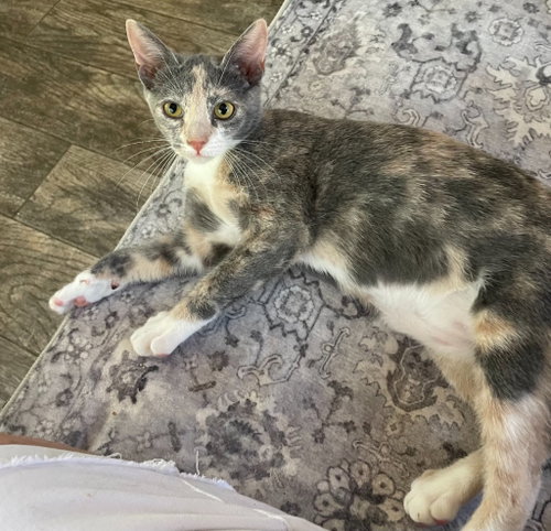 Roseanna, a cat for adoption from Paw Prints Animal Rescue