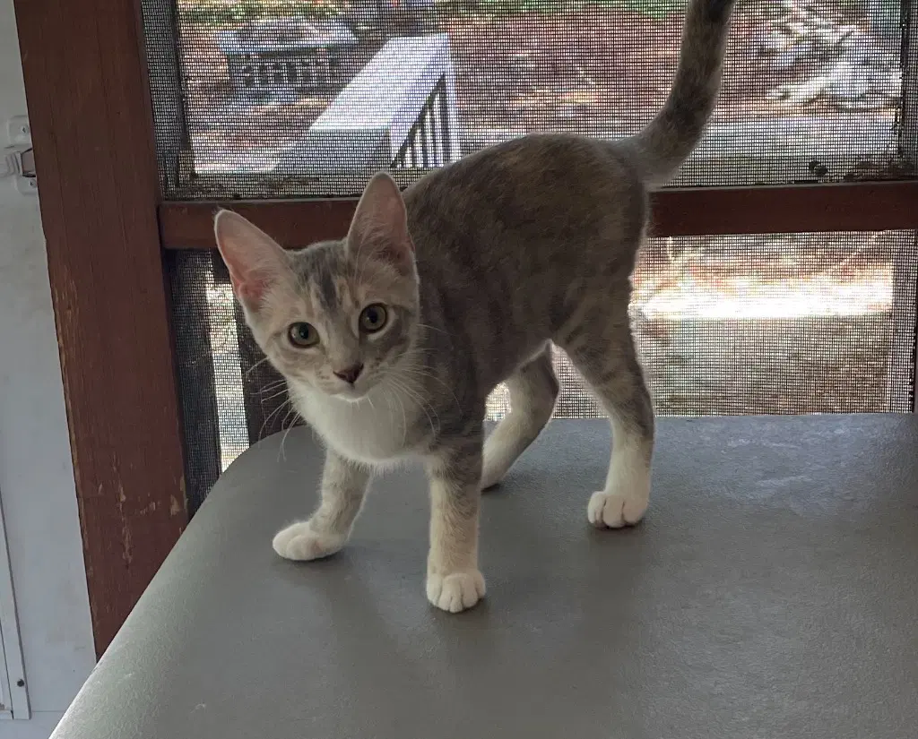Roxanna - Calico
