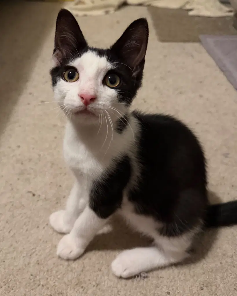 Blaze - Domestic Short Hair