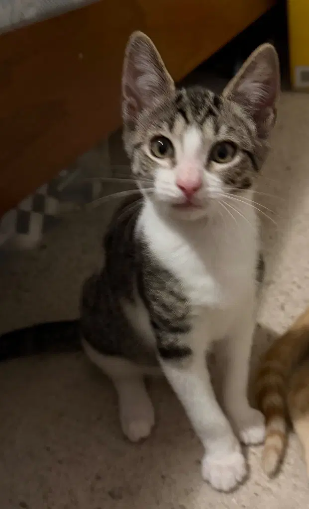 Marble - Tabby