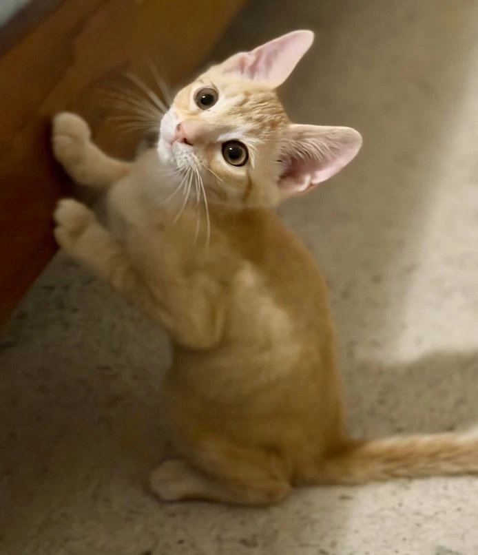 Mouse