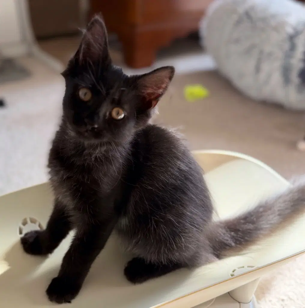 Ruthie - Domestic Short Hair