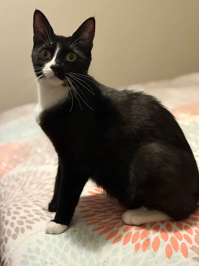Sera - Tuxedo