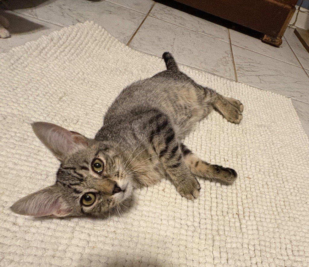 Bebe, Tabby