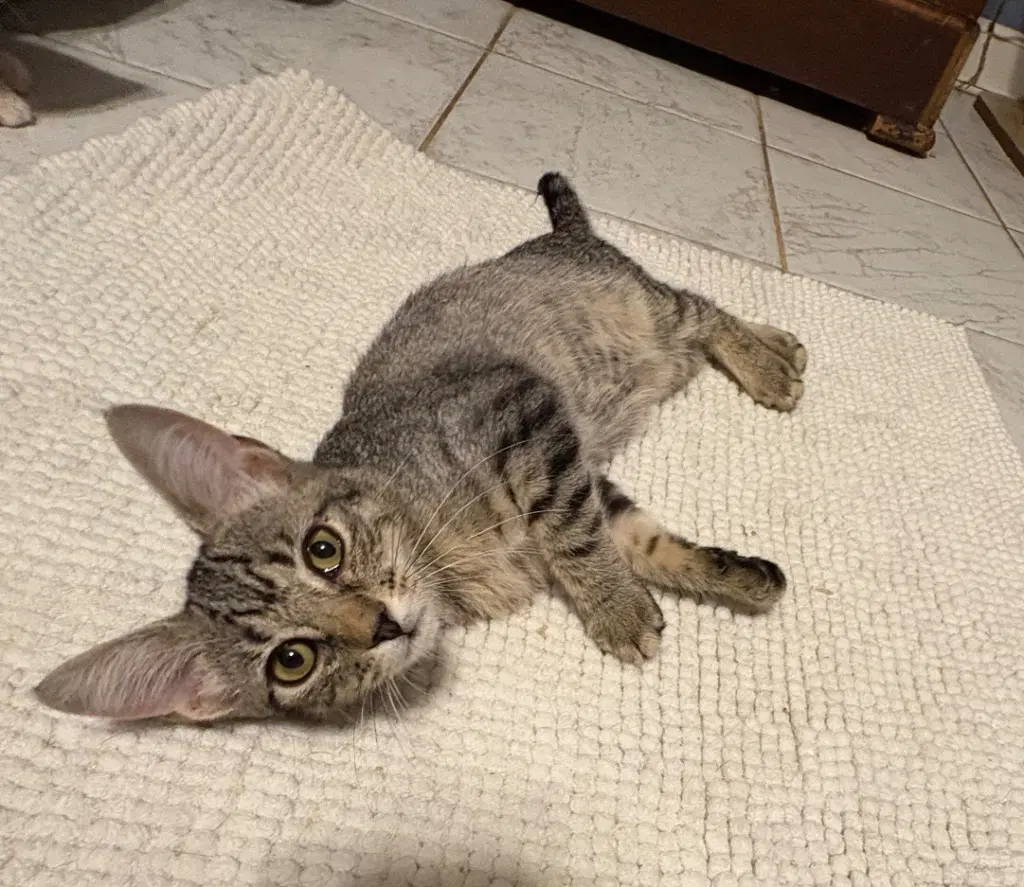 Bebe image 1