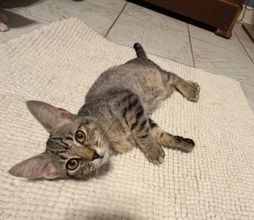 Bebe