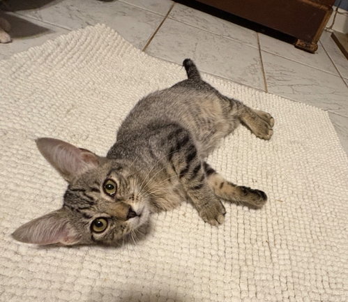 Bebe, a cat for adoption from Paw Prints Animal Rescue