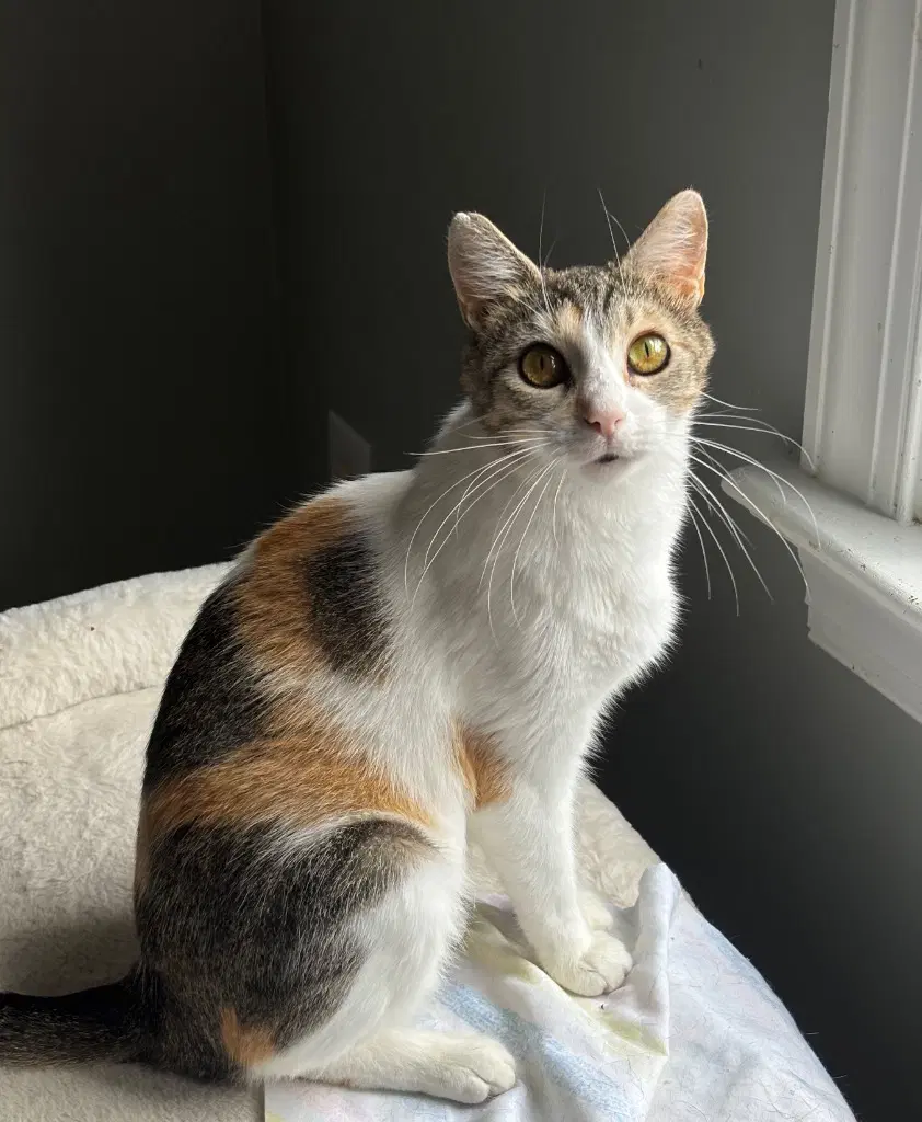 Bunny - Calico
