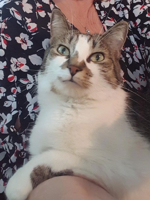 Gracie