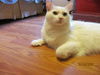 Gracie