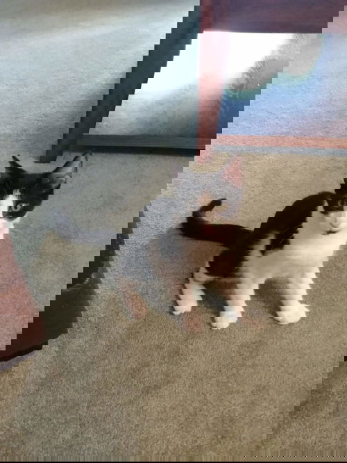 Domino