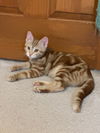 Tigerlilly
