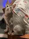 Lilac