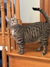 Marvin (25-097)