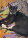 Sheeba