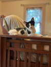 Pongo (26-048)