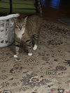 Mitzi (26-056)