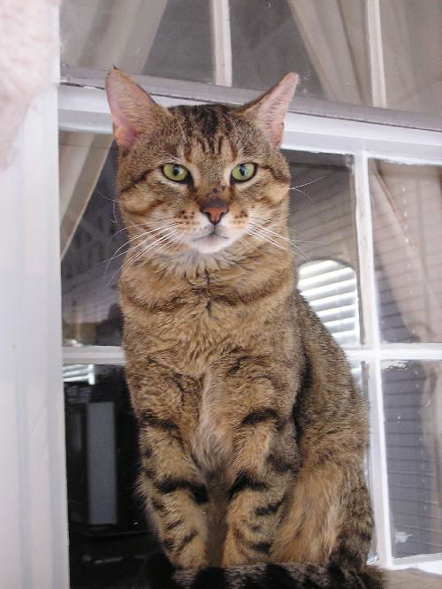 Tigger