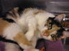 Callie