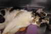Callie