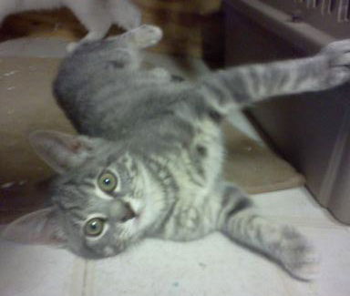 Cati