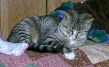 Jasper