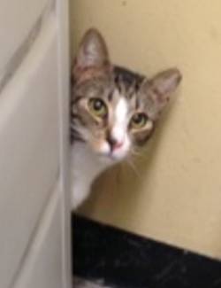 Dewey