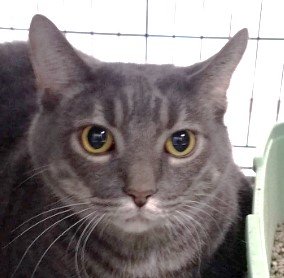 adoptable Cat in Milwaukee, WI named Brutus (Bonded Pair with Dutch)