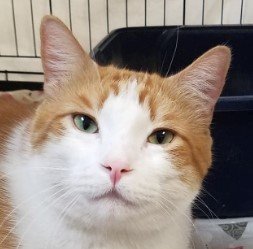 adoptable Cat in Milwaukee, WI named Dutch (Bonded Pair with Brutus)