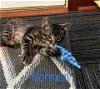 adoptable Cat in milwaukee, WI named LOTS of Kittens