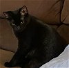 adoptable Cat in , WI named Black Magic