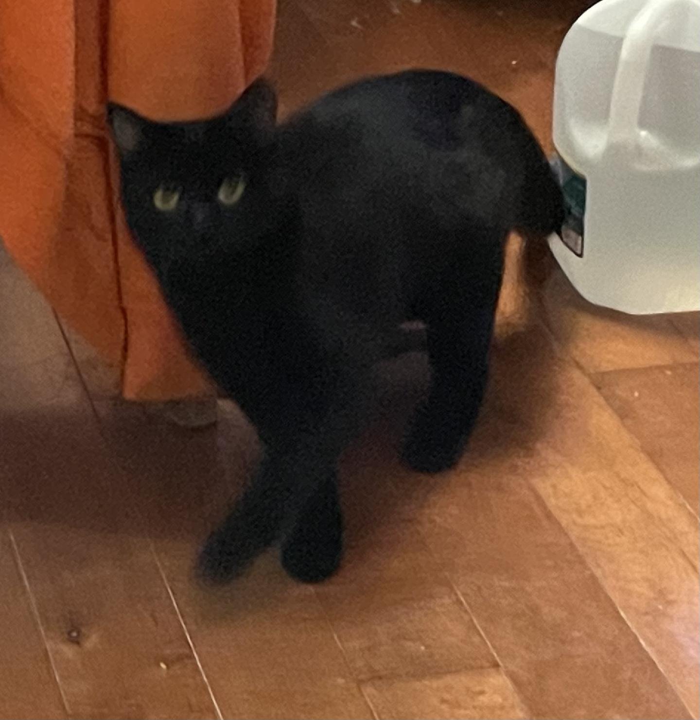 adoptable Cat in Milwaukee, WI named Raven