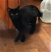 adoptable Cat in , WI named Raven