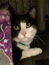 adoptable Cat in milwaukee, WI named Muppin